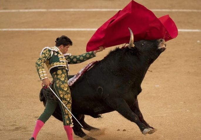 Bò tót bị mù màu, vậy tại sao người ta lại dùng khăn đỏ để chọc giận chúng?