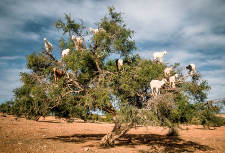 Tại sao dê có thể leo cây được?