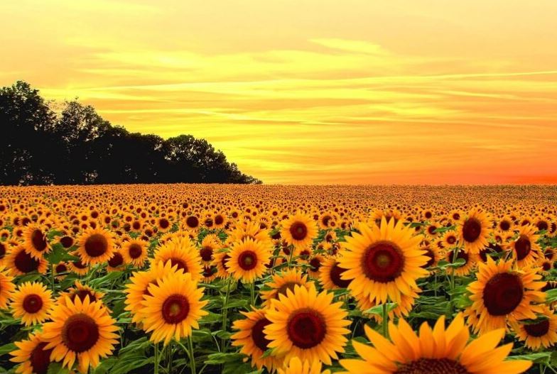 Vì sao hoa hướng dương luôn quay mặt về phía mặt trời? Bí ẩn của sự vận động theo ánh sáng