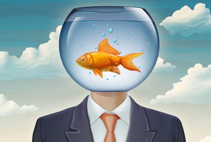 Vì sao người hay quên lại bị gọi là 'não cá vàng'?