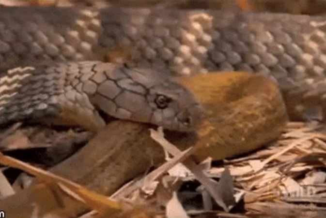 CLIP: Đụng độ rắn hổ mang, rắn chuột bị kẻ thù 'xơi tái' trong tích tắc