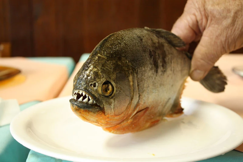 Cá Piranha.