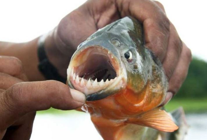 Cá piranha – Sát thủ máu lạnh vùng sông Amazon