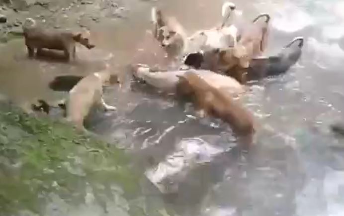 CLIP: Lợn rừng 'đơn thương độc mã' rơi vào vòng vây của đàn chó và cái kết khó đoán