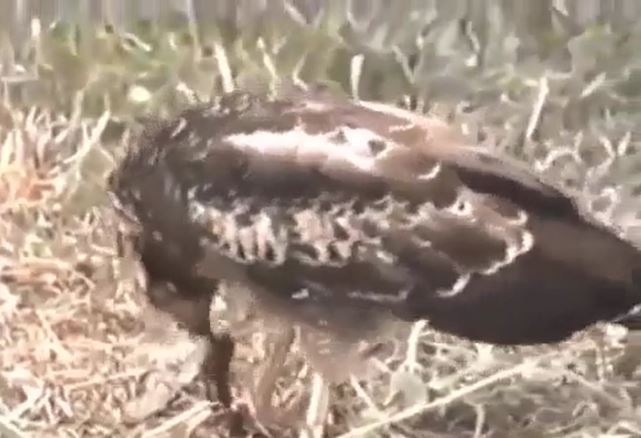 CLIP: Đụng độ đại bàng, rắn hổ mang bị kẻ thù xé rách miệng