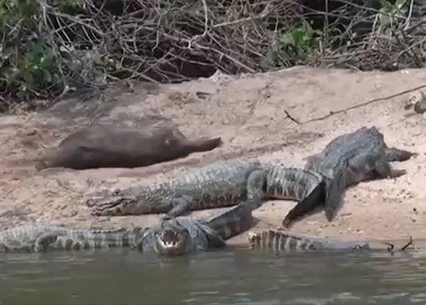 CLIP: Thấy đàn cá sấu nghỉ ngơi, rái cá liền 'nhập hội' nằm uốn éo nhưng cái kết mới khó tin