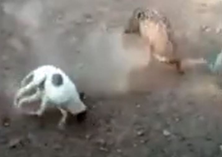 CLIP: Bị chó Pitbull truy sát, lợn rừng nổi điên tấn công ngược lại kẻ thù và cái kết