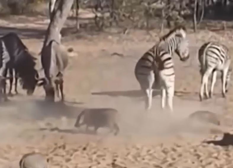 CLIP: Làm ngựa vằn giật mình, lợn rừng bị đá cho ngất xỉu