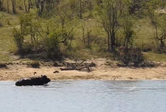 CLIP: Trên sư tử, dưới cá sấu bao vây, trâu rừng vẫn thoát chết ngoạn mục