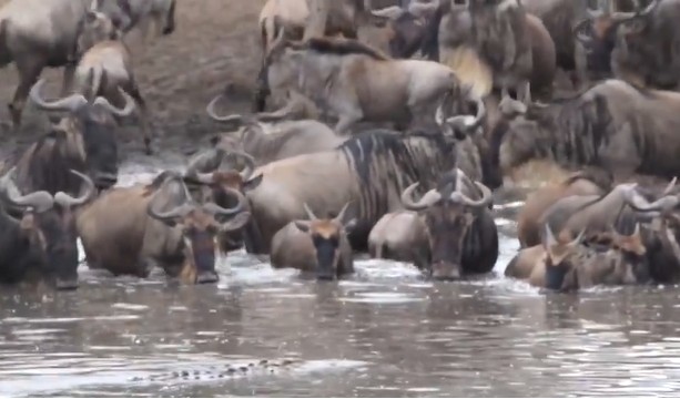 CLIP: Linh dương đầu bò bất cẩn, trở thành mồi ngon cho cá sấu