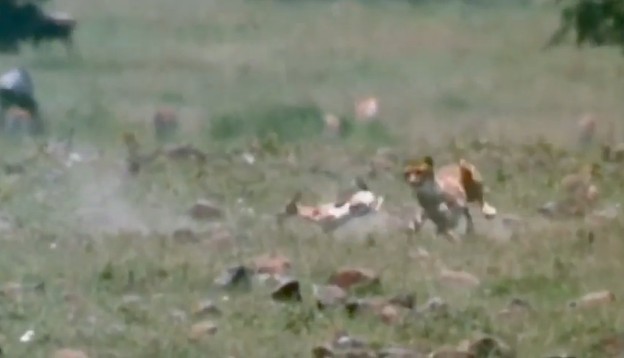 CLIP: Khỉ đầu chó dũng cảm giải cứu linh dương Gazen con khỏi nanh vuốt báo săn