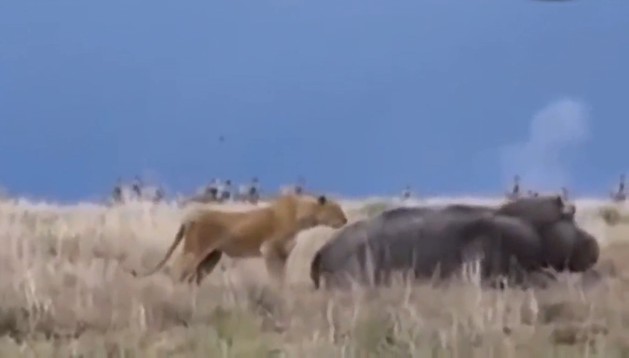 CLIP: Những pha tấn công mãnh liệt của “quái thú đầm lầy” – Hà mã