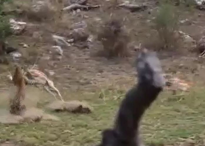 CLIP: Báo hoa mai ẩn nấp tài tình, tóm gọn linh dương trong tích tắc