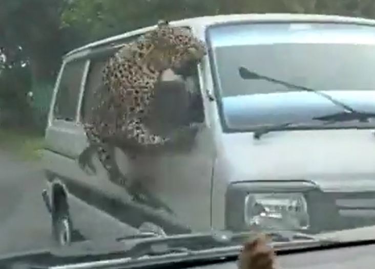 CLIP: Kinh hãi trước cảnh báo hoa mai nổi điên, nhảy như bay tấn công người