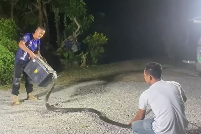 CLIP: Người đàn ông tay không bắt rắn hổ mang chúa dài gần 5m