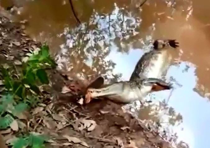 CLIP: Chình điện tung đòn chí mạng khiến cá sấu 'đơ người'