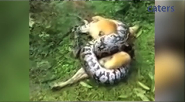 CLIP: Dũng cảm đánh trăn khổng lồ, người đàn ông giải cứu chó cưng khỏi "tử thần" siết chặt