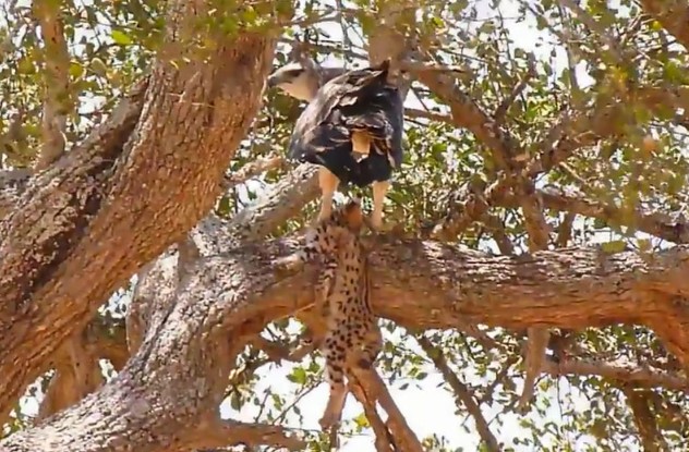 CLIP: Đại bàng tung cánh đoạt mạng báo con giữa rừng già