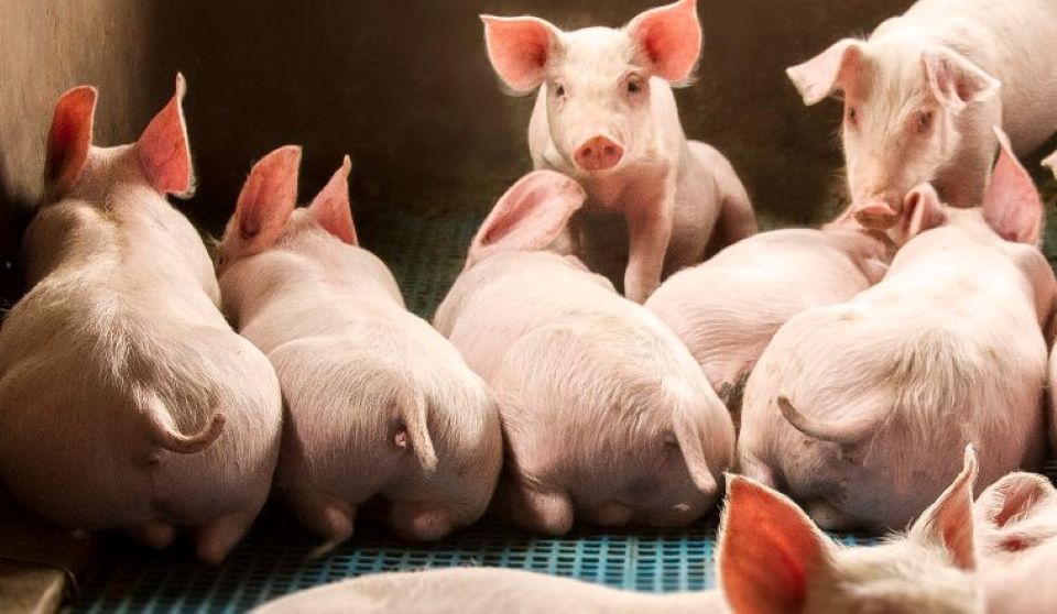 Giá heo hơi ngày 20/4: Miền Nam dẫn đầu cả nước, cán mốc 75.000 đồng/kg