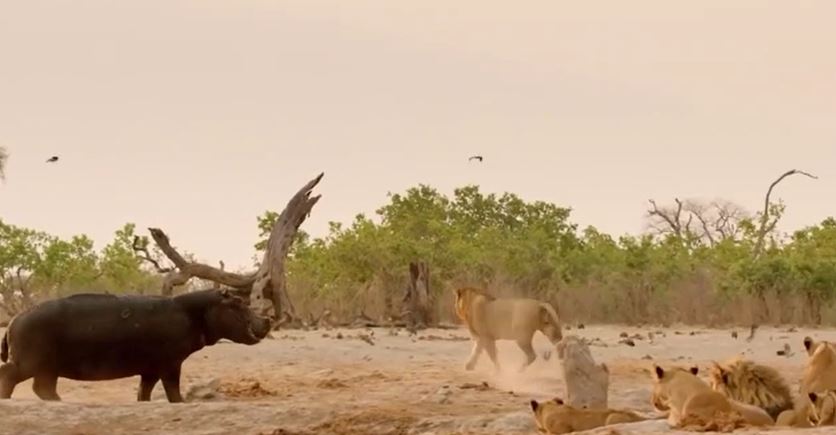 CLIP: Đang nằm nghỉ ngơi, đàn sư tử vội vã bỏ chạy khi loài vật này xuất hiện