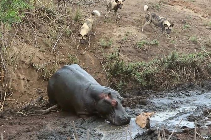 CLIP: Hà mã từ 'anh hùng hóa kẻ sát nhân máu lạnh' trong chớp mắt