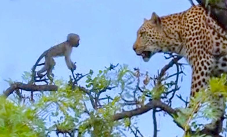 CLIP: Màn truy sát nghẹt thở của báo hoa mai với khỉ trên cây