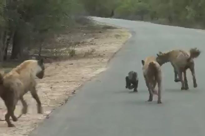 CLIP: Bị đàn linh cẩu vây quanh, lửng mật vẫn dư sức làm kẻ thù bẽ mặt