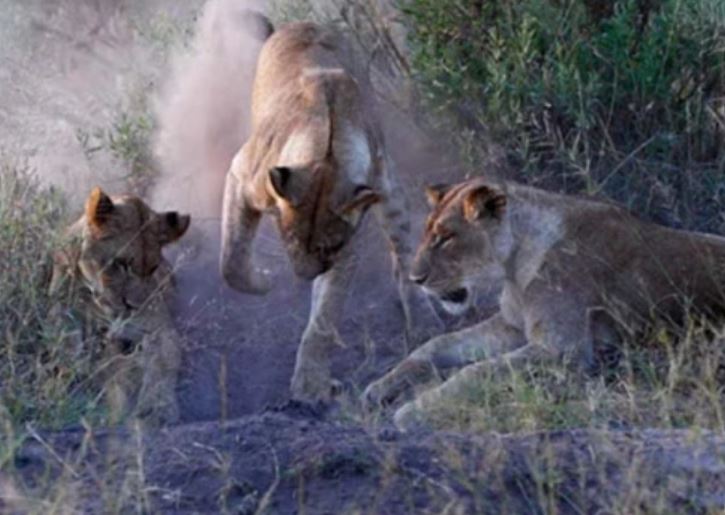 CLIP: Lợn bướu đột phá vòng vây, thoát chết ngoạn mục trước nanh vuốt của bầy sư tử