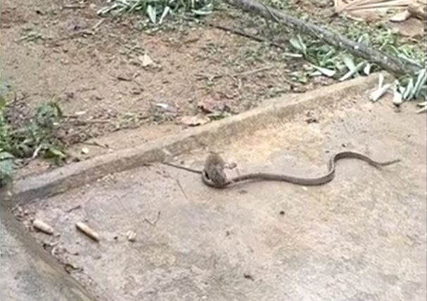 CLIP: Bị chuột đuổi cùng giết tận, rắn nhận cái kết khó tin