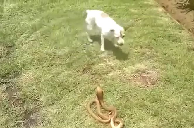 CLIP: &#x110;&#x1EE5;ng &#x111;&#x1ED9; r&#x1EAF;n h&#x1ED5; mang, ch&#xF3; nh&#xE0; &#x27;tung chi&#xEA;u &#x111;&#x1ED9;c&#x27;, d&#x1EC5; d&#xE0;ng h&#x1EA1; g&#x1EE5;c &#x111;&#x1ED1;i th&#x1EE7;