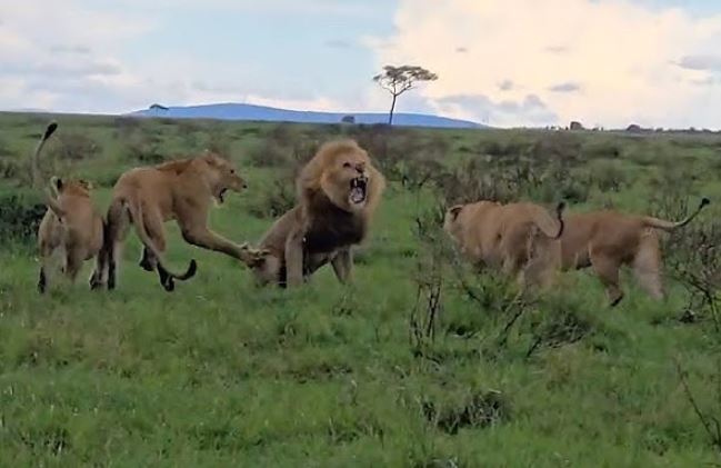 CLIP: Sư tử đực bị đàn sư tử cái 'tẩn nhừ tử'