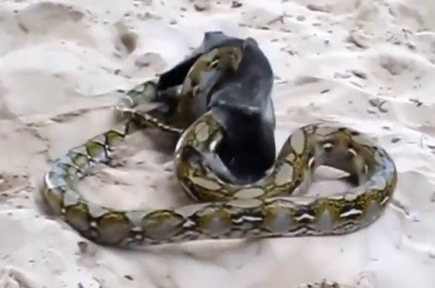 CLIP: Dơi thoát chết ngoạn mục khỏi tay trăn săn mồi