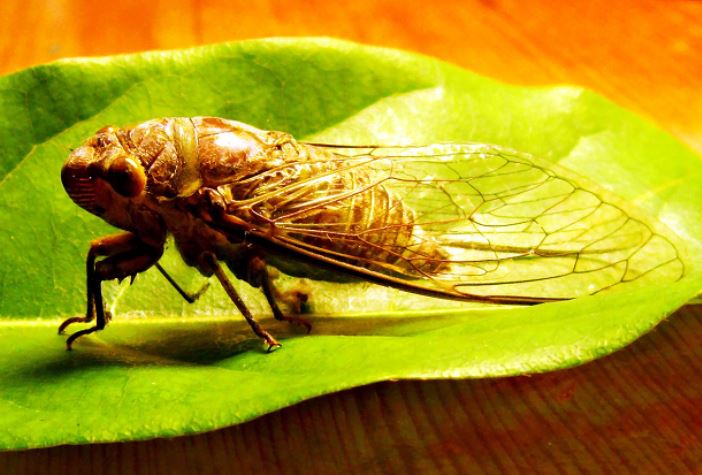 Vì sao ve chỉ kêu vào mùa hè? Bí mật sau bản nhạc mùa nắng nóng