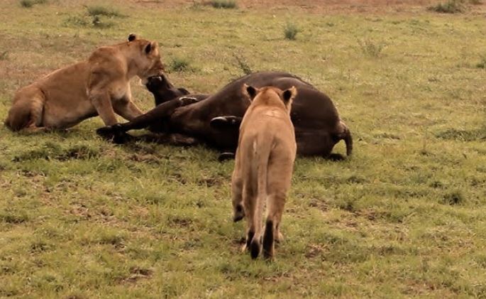 CLIP: Sư tử dẫn con tới dự đại tiệc sau khi nhọc nhằn hạ sát trâu rừng