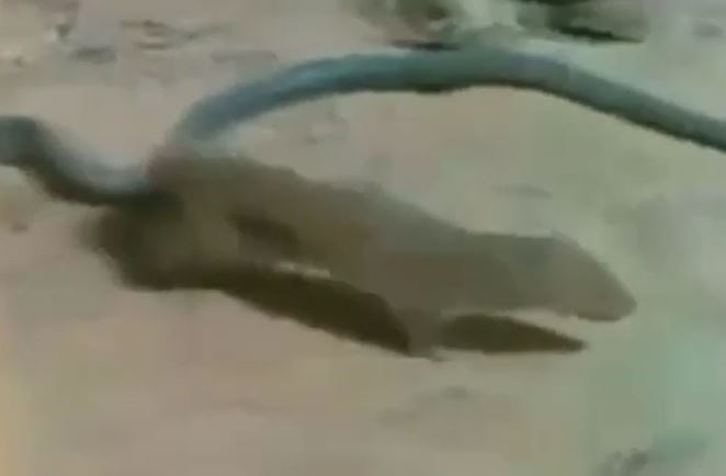 CLIP: Vừa đụng độ đã lao tới cắn rắn hổ mang, cầy Mangut bị kẻ thù tiêm nọc độc và cái kết