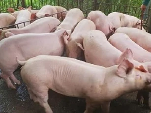 Giá heo hơi ngày 21/4: Miền Nam duy trì đà tăng nhẹ, miền Bắc bắt đầu giảm trở lại
