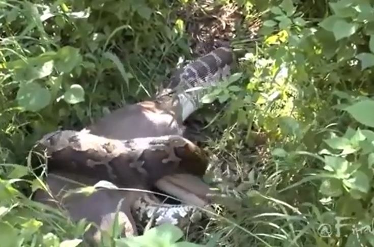 CLIP: Trăn khổng lồ nuốt chửng nai rồi 'bất động' vì quá no