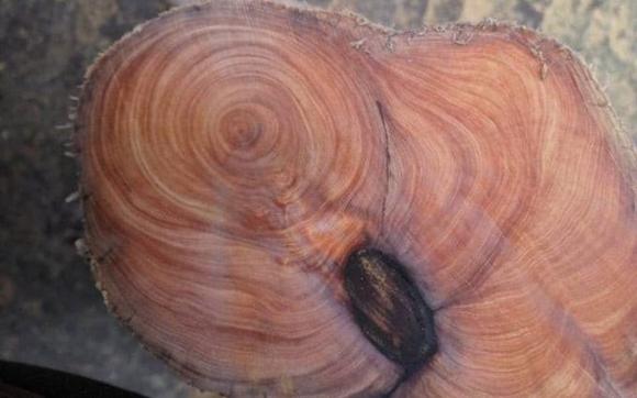 Loại gỗ thân không mọc thẳng, giá đắt hơn vàng, tỏa ra mùi thơm trăm nghìn năm cũng không phai