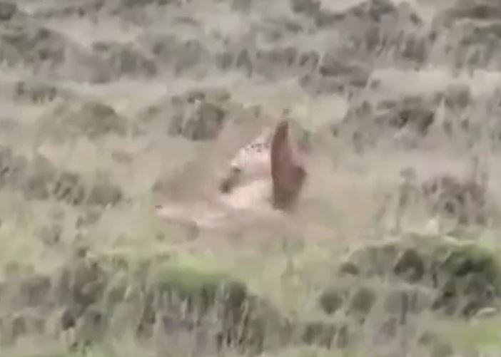 CLIP: Mãn nhãn trước màn tử chiến 'nảy lửa' của báo săn và báo hoa mai