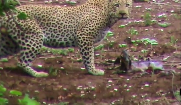 CLIP: S&#x1B0; t&#x1EED; c&#xE1;i b&#x1EA5;t ng&#x1EDD; gi&#x1EA3;i c&#x1EE9;u linh d&#x1B0;&#x1A1;ng Impala kh&#x1ECF;i nanh vu&#x1ED1;t b&#xE1;o hoa mai