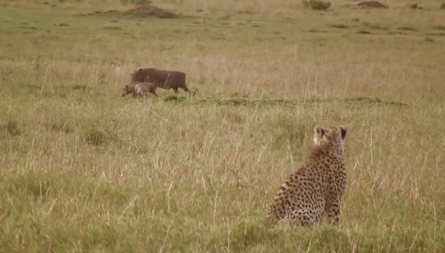 CLIP: Lợn rừng mẹ quả cảm đánh trả báo săn, giải cứu con thoát khỏi lưỡi hái tử thần