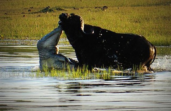 CLIP: Cá sấu ra đòn bất ngờ, tóm gọn trâu rừng trong 'một nốt nhạc'