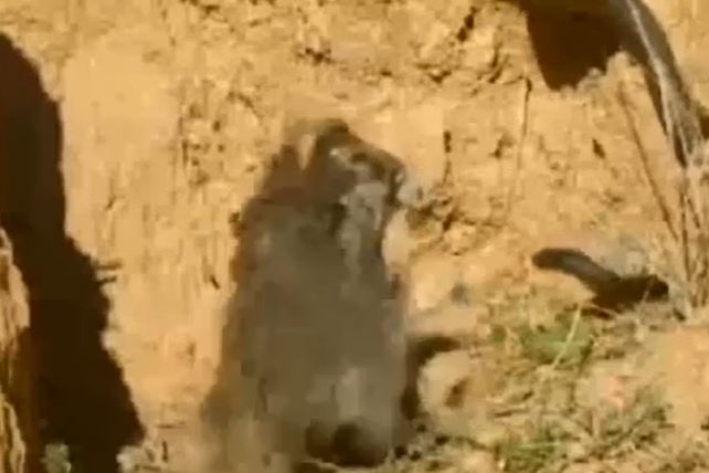 CLIP: Đụng độ rắn hổ mang Ai Cập, chim ưng không ngại 'chiến' lại và cái kết