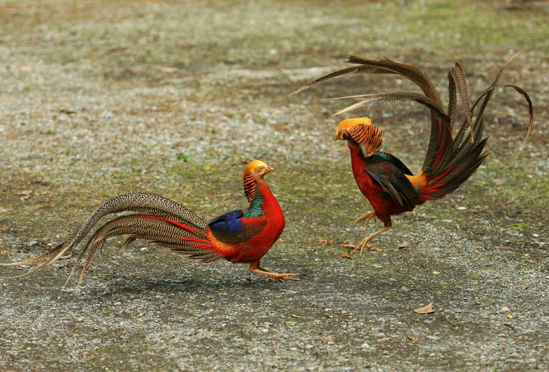 Vì sao chim trống luôn lộng lẫy hơn chim mái? Câu chuyện chọn lọc giới tính đầy tinh tế trong tự nhiên