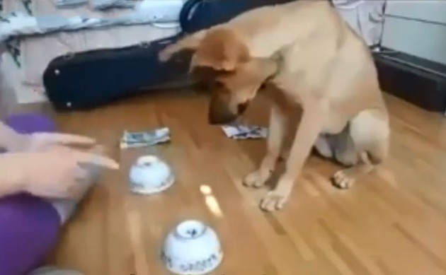 CLIP: Chó cưng gây sốt với màn đoán vật siêu đáng yêu khiến dân mạng "lụi tim"