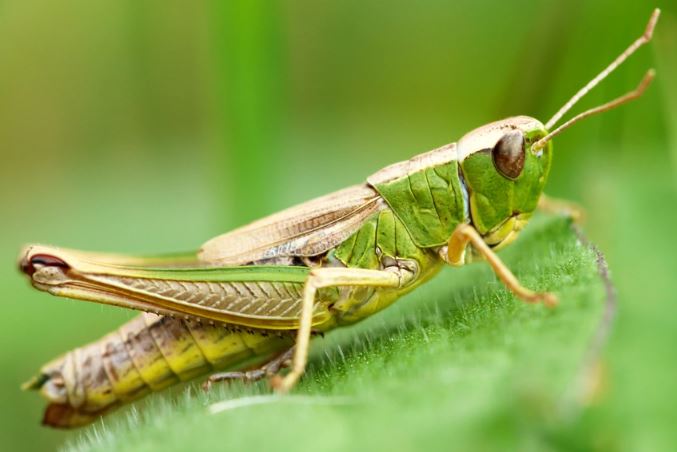 Khi nàng vượt trội chàng: Bí ẩn đằng sau sự ‘lệch pha’ kích thước ở côn trùng