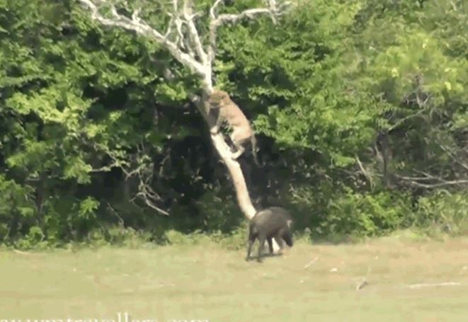 CLIP: Báo hoa mai sợ hãi, leo lên cây trốn khi bị lợn bướu truy sát