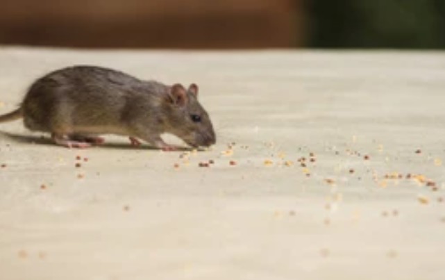 Chỉ với một nắm gạo và thứ này, bạn có thể "xử lý gọn" cả đàn chuột – đơn giản, rẻ tiền, cực kỳ hiệu quả!
