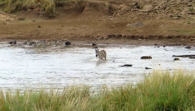 CLIP: Ngựa vằn ngoạn mục thoát thân trước đàn sư tử đói