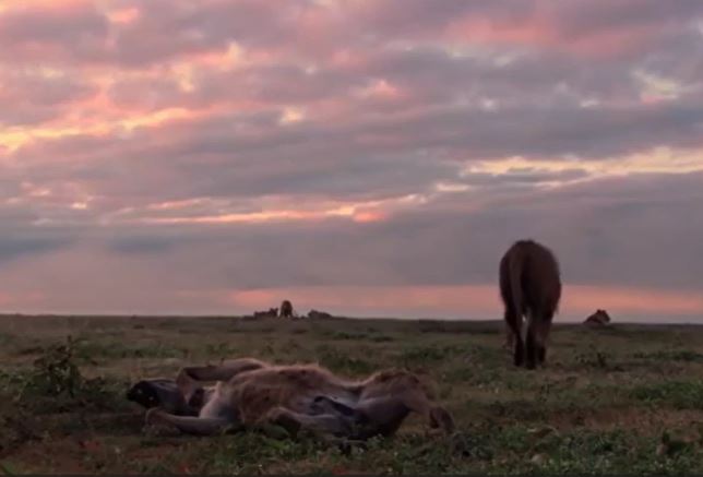 CLIP: Một mình đi vào địa bàn của đàn sư tử, linh cẩu bị 'tẩn' cho 'nhừ xương'